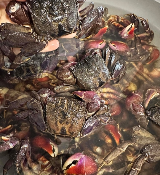 Ba Khía Trộn Sẵn – Đậm Đà Chuẩn Vị 